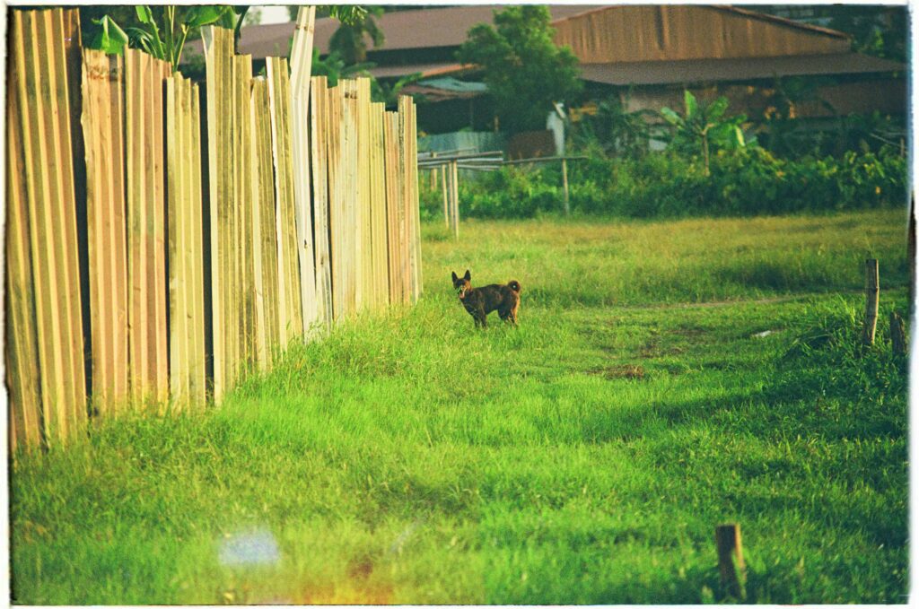 Why Lawn Aeration Is Your Best Value Move