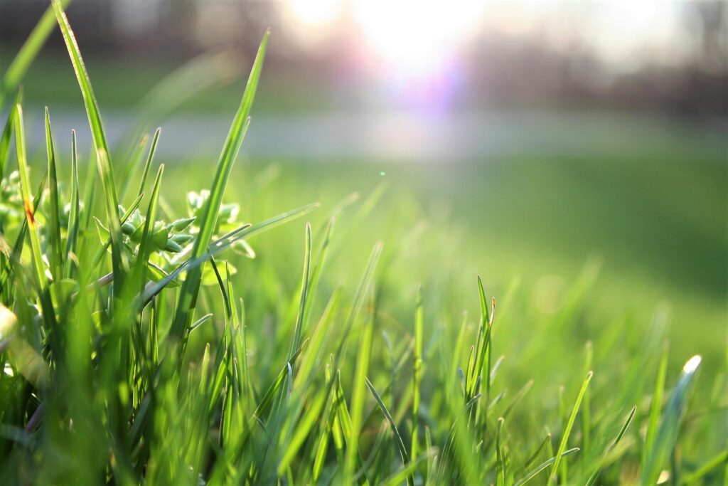 Why DIY Lawn Care Often Fails